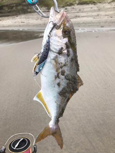 ショゴの釣果