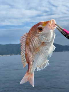 レンコダイの釣果