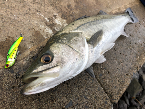 スズキの釣果