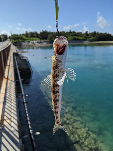 エソの釣果