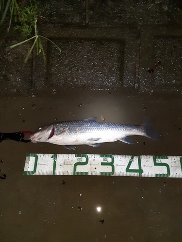 ニゴイの釣果