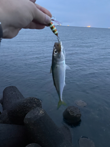 サバの釣果