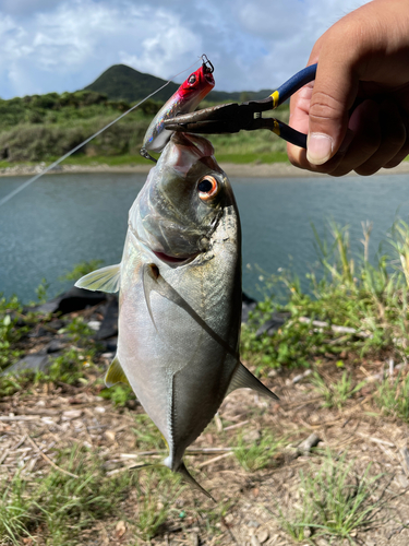 ギンガメアジの釣果