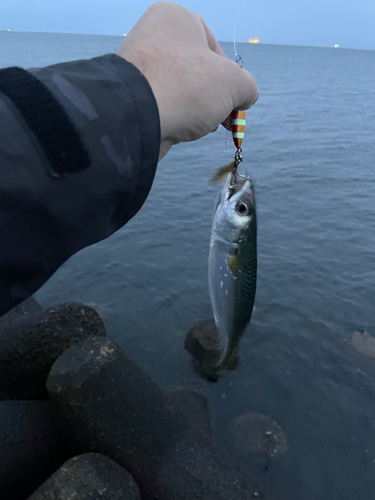 サバの釣果