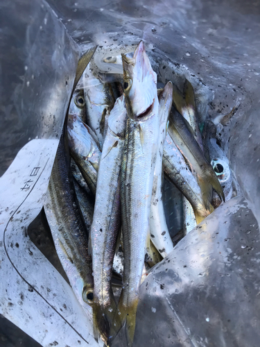 カマスの釣果