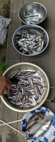 カタクチイワシの釣果