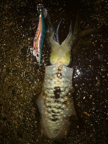 アオリイカの釣果