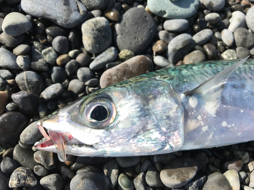 ゴマサバの釣果