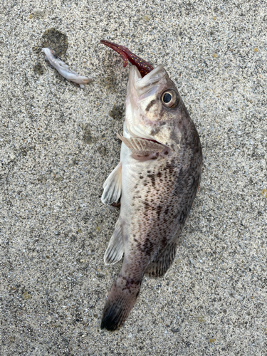 クロソイの釣果