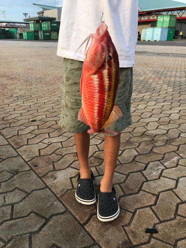 ミナベヒメジの釣果