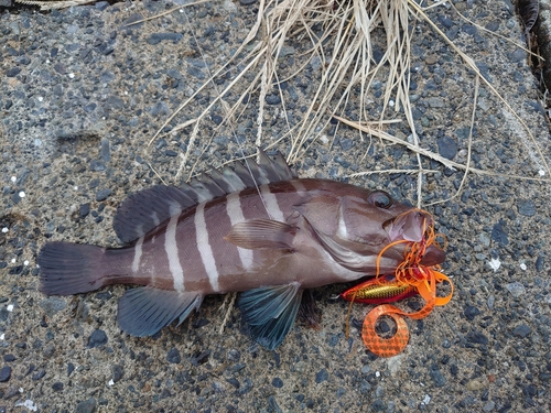 ヤミハタの釣果