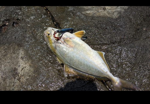 ショゴの釣果