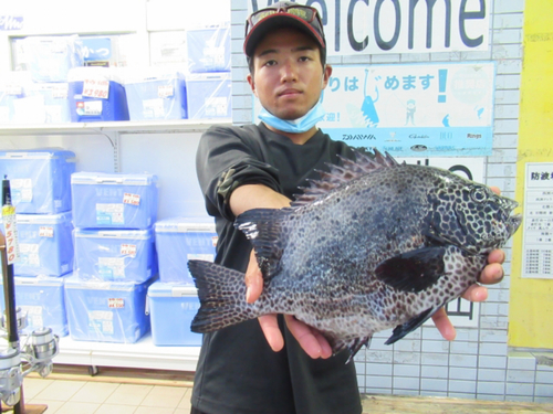 カンランハギの釣果