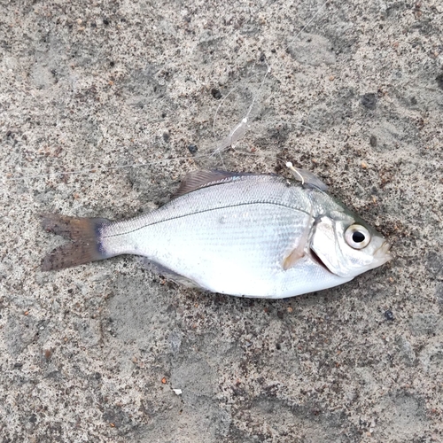 ウミタナゴの釣果