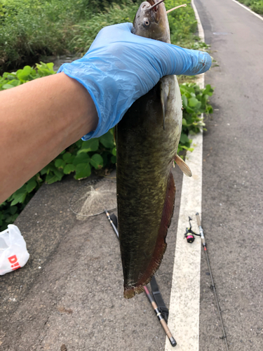 ナマズの釣果