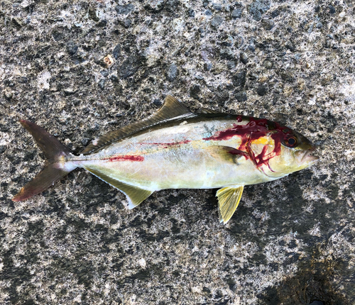 ショゴの釣果