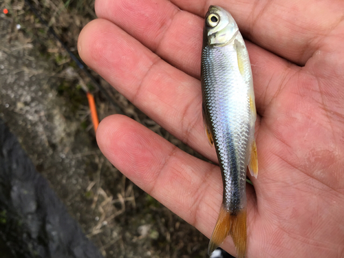 カワムツの釣果