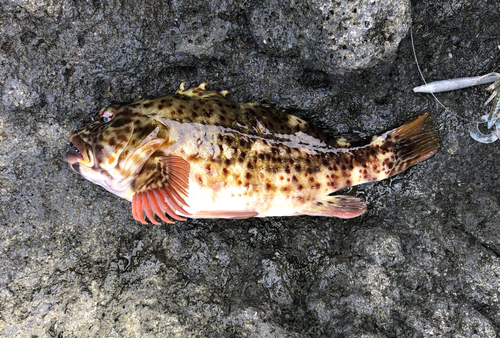 イソゴンベの釣果