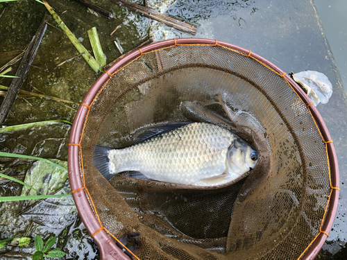 ヘラブナの釣果