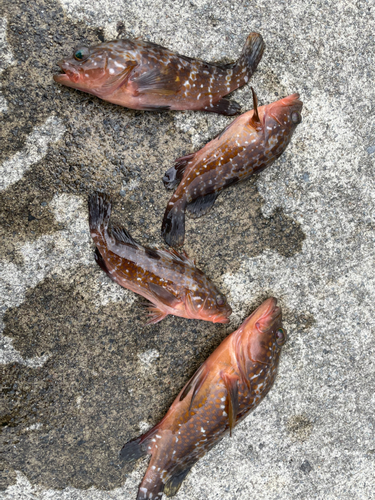 アコウの釣果