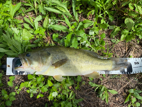 ブラックバスの釣果