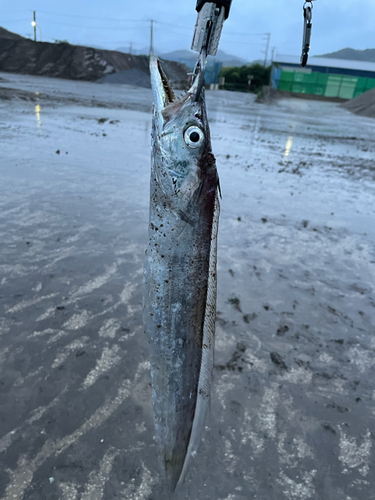 タチウオの釣果