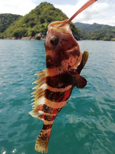 マハタの釣果