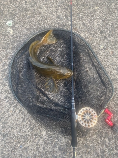 アブラコの釣果