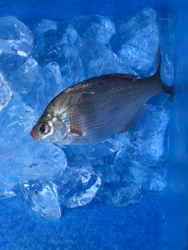 ウミタナゴの釣果