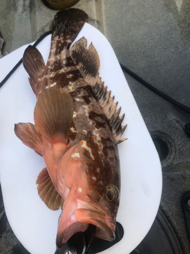 アコウの釣果