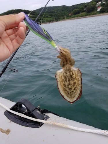 コウイカの釣果