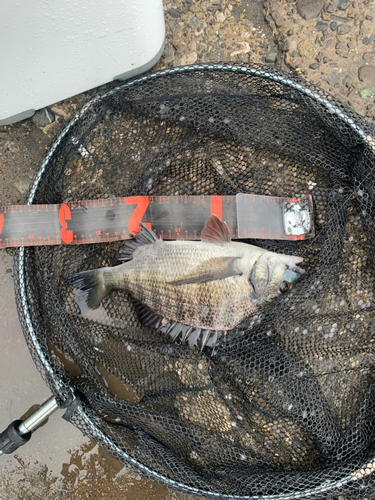 クロダイの釣果