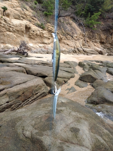 サヨリの釣果