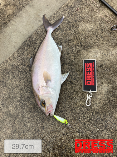 ショゴの釣果