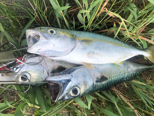 ワカシの釣果