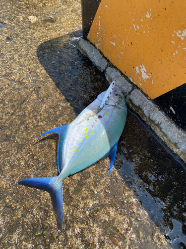 ナンヨウカイワリの釣果