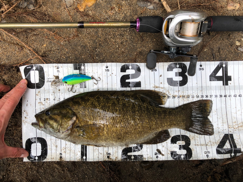 スモールマウスバスの釣果