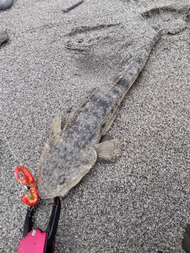 マゴチの釣果