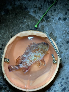 アラカブの釣果