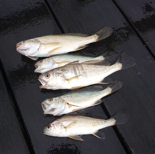 イシモチの釣果