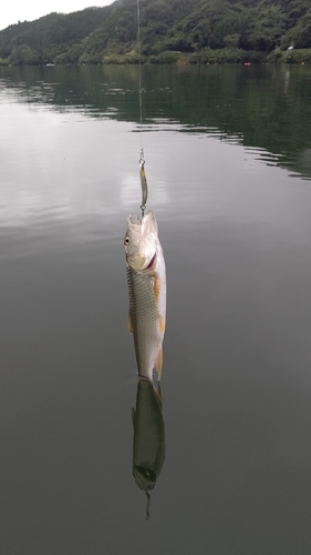 ハスの釣果