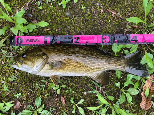 スモールマウスバスの釣果