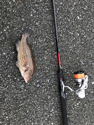 オオモンハタの釣果