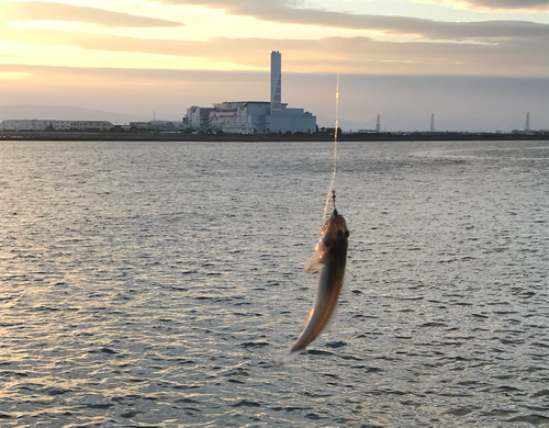 ハゼの釣果