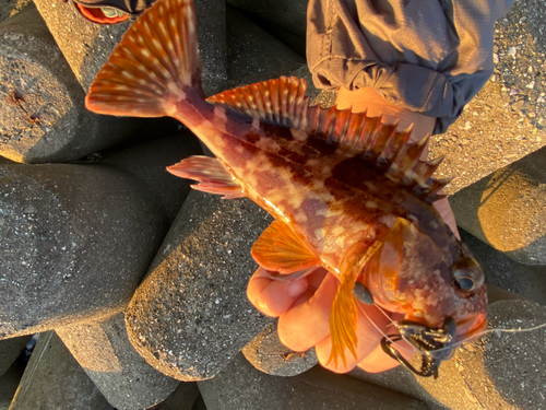 カサゴの釣果