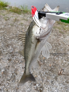 セイゴ（ヒラスズキ）の釣果