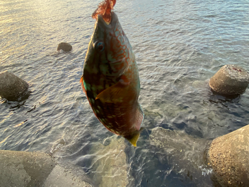 ホシササノハベラの釣果