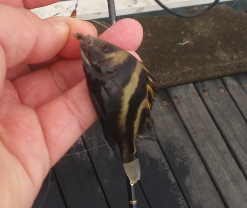 コショウダイの釣果