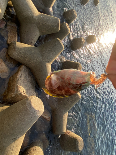 ホシササノハベラの釣果