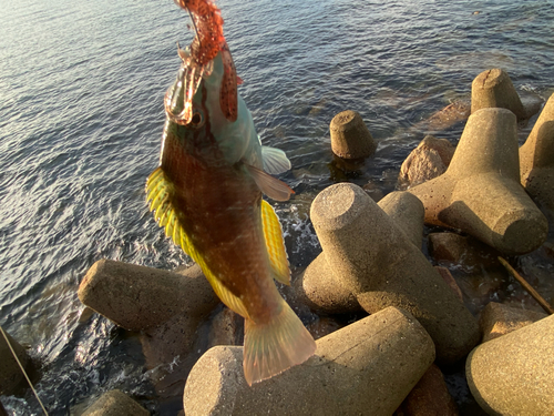 ホシササノハベラの釣果